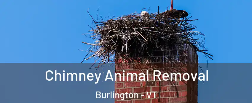  Chimney Animal Removal Burlington - VT
